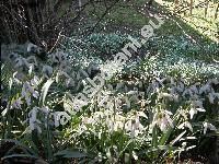 Galanthus nivalis L.