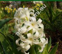 Hyacinthus orientalis L.