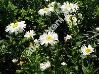 Leucanthemum maximum DC. (Chrysanthemum maximum Ram., Leucanthemum xsuperbum)