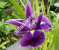Iris kaempferi Sieb. (Iris ensata Thunb.)