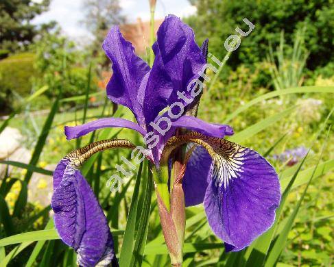 Iris sibirica L. (Limnirion sibiricum (L.) Opiz)