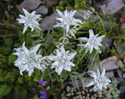 Leontopodium alpinum Cass. (Gnaphalium leontopodium L.)