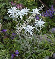 Leontopodium alpinum Cass. (Gnaphalium leontopodium L.)