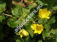 Lysimachia nummularia L. (Lysimachia rotundifolia Schmidt, Nummularia prostrata Opiz,  Nummularia repens Gilib.)