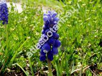 Muscari botryoides (L.) Mill. (Hyacinthus botryoides L.)