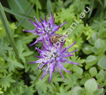 Phyteuma orbiculare L. (Phyteuma scheuchzeri, Phyteuma charmelii)
