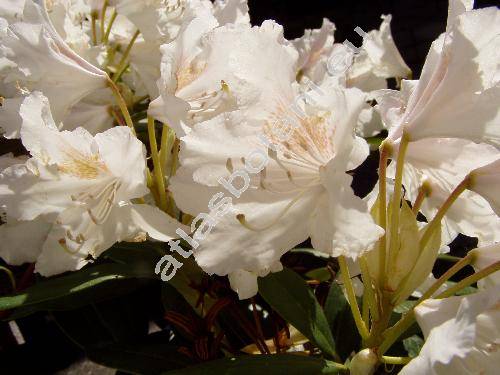 Rhododendron 'Cunningham's White'