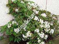 Rhododendron 'Cunningham's White'