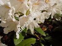 Rhododendron 'Cunningham's White'