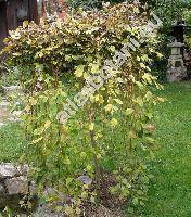 Salix caprea L. 'Pendula'