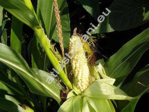 Zea mays L.