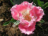 Tulipa 'Fancy Frills'