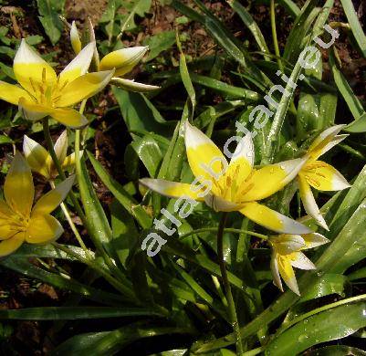 Tulipa tarda (Tulipa tarda Stapf, Tulipa dasystemon)