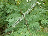 Robinia pseudoacacia L. (Robinia acacia L.)