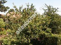 Prunus armeniaca L. (Armeniaca vulgaris Lamk.)