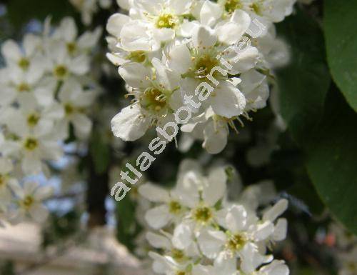 Prunus padus L. (Padus racemosa Schneid., Padus avium Mill.)