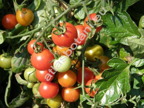 Solanum lycopersicum L. (Lycopersicon esculentum Miller)