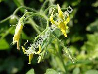 Solanum lycopersicum L. (Lycopersicon esculentum Miller)