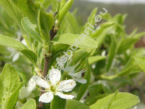 Prunus spinosa L.