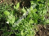 Pisum sativum L. (Pisum arvense L., Pisum sativum L. subsp. sativum)