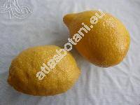 Citrus limon L. (Citrus limon (L.) Burm., Citrus limon Risso)