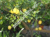 Citrus limon L. (Citrus limon (L.) Burm., Citrus limon Risso)
