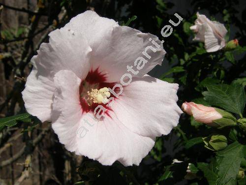 Hibiscus syriacus L. (Ketmia syriaca (L.) Scop., Ketmia arborea Moench)