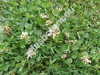 Trifolium repens L. (Amoria repens (L.) C. Presl)