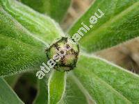 Centaurea montana L. (Cyanus montanus (L.) Hill)