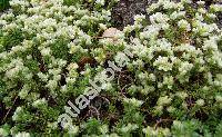 Paronychia kapela (Paronychia subsp. serpyllifolia (Chaix) DC., Paronychia argentea, Illecebrum)
