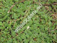 Paronychia kapela (Paronychia subsp. serpyllifolia (Chaix) DC., Paronychia argentea, Illecebrum)