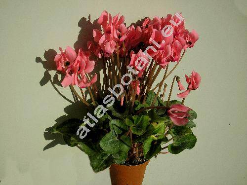 Cyclamen persicum Mill.