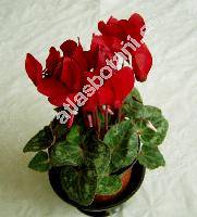 Cyclamen persicum Mill.