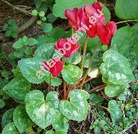 Cyclamen persicum Mill.