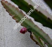 Epiphyllum 'Ignescens' (Phyllocactus)