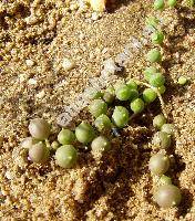 Senecio rowleyanus (Senecio rowleyanus Jakobs.)