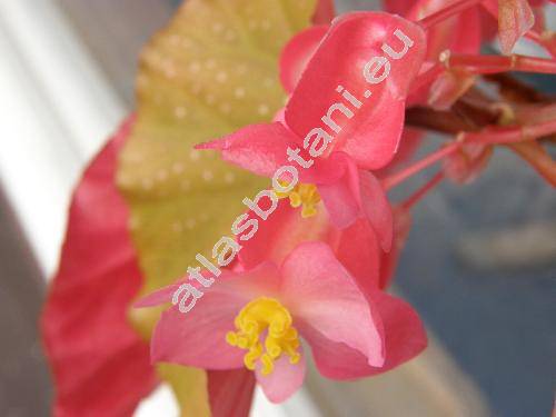 Begonia corallina (Begonia corallina Carr.)