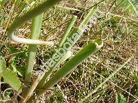 Muscari comosum (L.) Mill. (Leopoldia comosa (L.) Mill., Hyacinthus comosus L.)