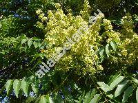 Ailanthus altissima (Miller) Swingle (Ailanthus glandulosa Desf., Toxicodendron altissima Mill.)