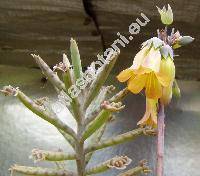 Kalanchoe tubiflora (Kalancho tubiflora Hamet, Kalanchoe delagoensis, Bryophyllum tubiflorum Harv.)
