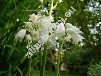 Hyacinthoides hispanica 'White Queen' (Scilla hispanica Mill., Endymion hispanicus, Hyacinthus hispanica, Scilla campanulata)