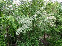 Lonicera tatarica L. (Caprifolium  tataricum (L.) Kuntze, Xylosteum codratum Moench)
