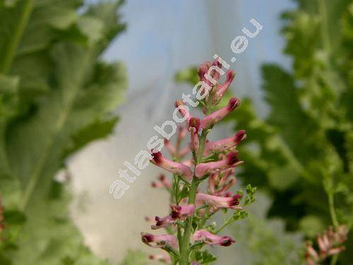 Fumaria officinalis L.