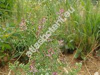 Fumaria officinalis L.