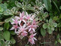 Sedum spurium subsp. tricolor (Spathulata spuria (Bieb.) . Lve et D. Lve, Asterosedum spurium (Bieb.) Grul., Crassula crenata Desf.)