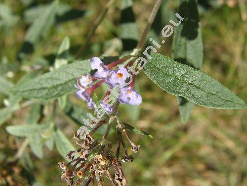 Buddleja davidii (Buddleja davidii Fran., Buddleia davidii, Buddleja variabilis Hems., Budleja)