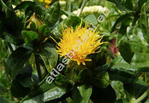 Carthamus tinctorius L.