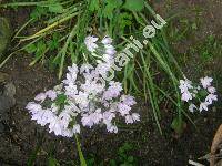 Allium montanum (Allium senescens subsp. montanum)