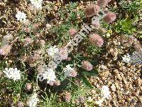 Trifolium arvense L.