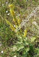 Verbascum nigrum L. (Verbascum alopecurus Thuill., Verbascum parisiense Thuill., Verbascum thyrsoideum Host)